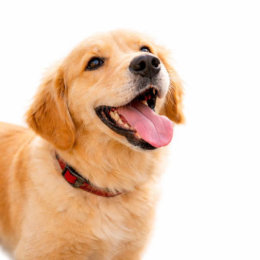 Dog Water Bottle Widen Sink